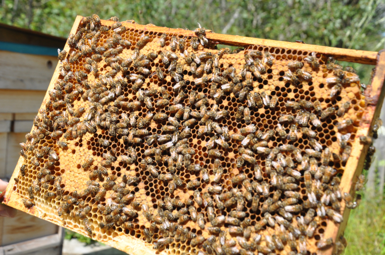 assets/images/Gallery/FrameOfBroodWithBees.JPG